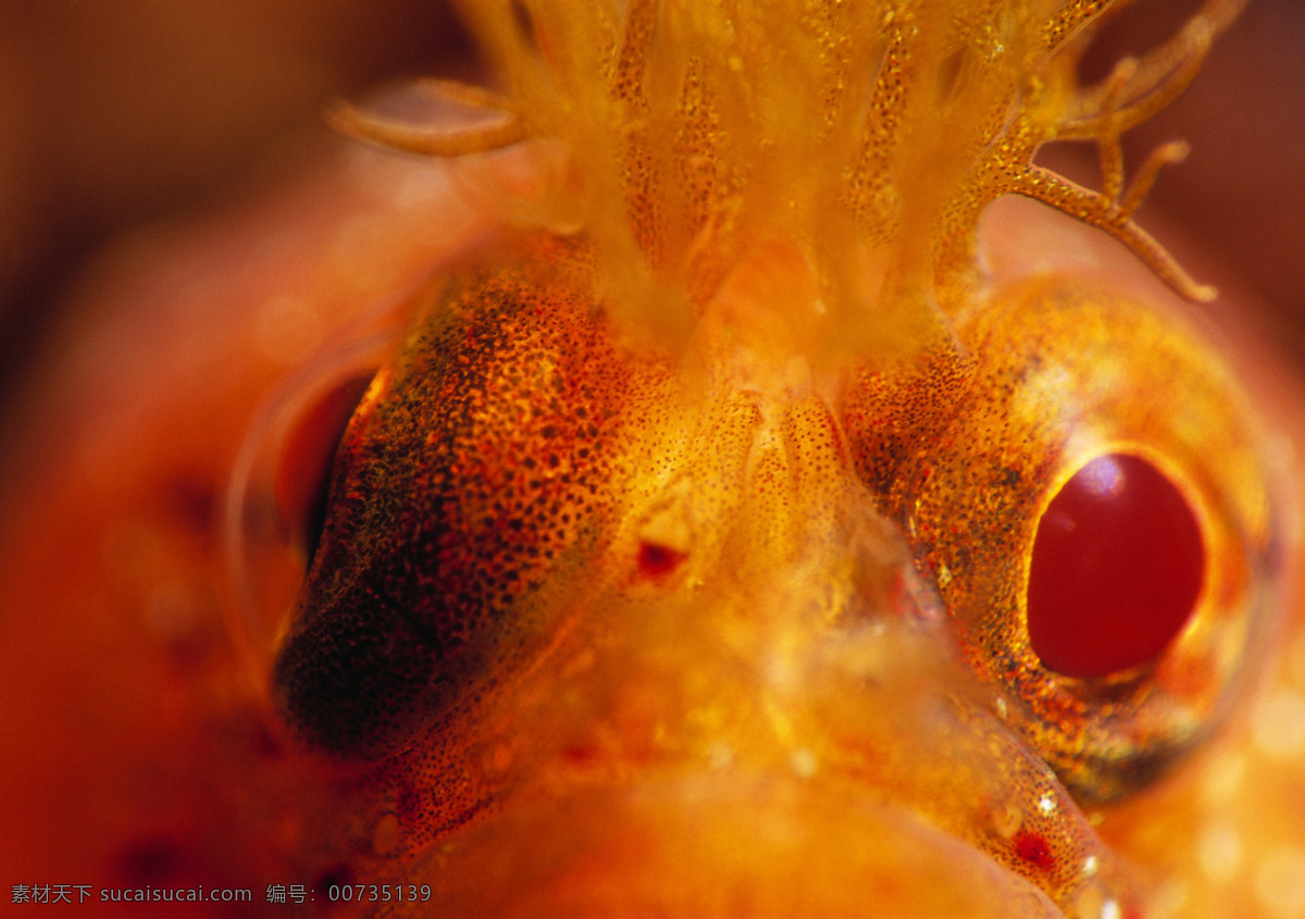 海底 鱼类 海底世界 海洋馆 海鱼 海水 深海 水族 海洋生物 生物世界 美丽风景 高清图片 大海图片 风景图片
