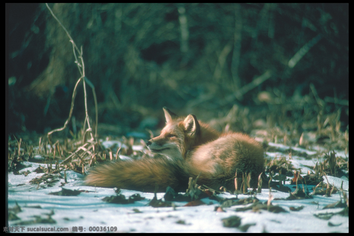 雪地 上 狐狸 狐狸摄影 野生动物 动物摄影 动物世界 陆地动物 生物世界