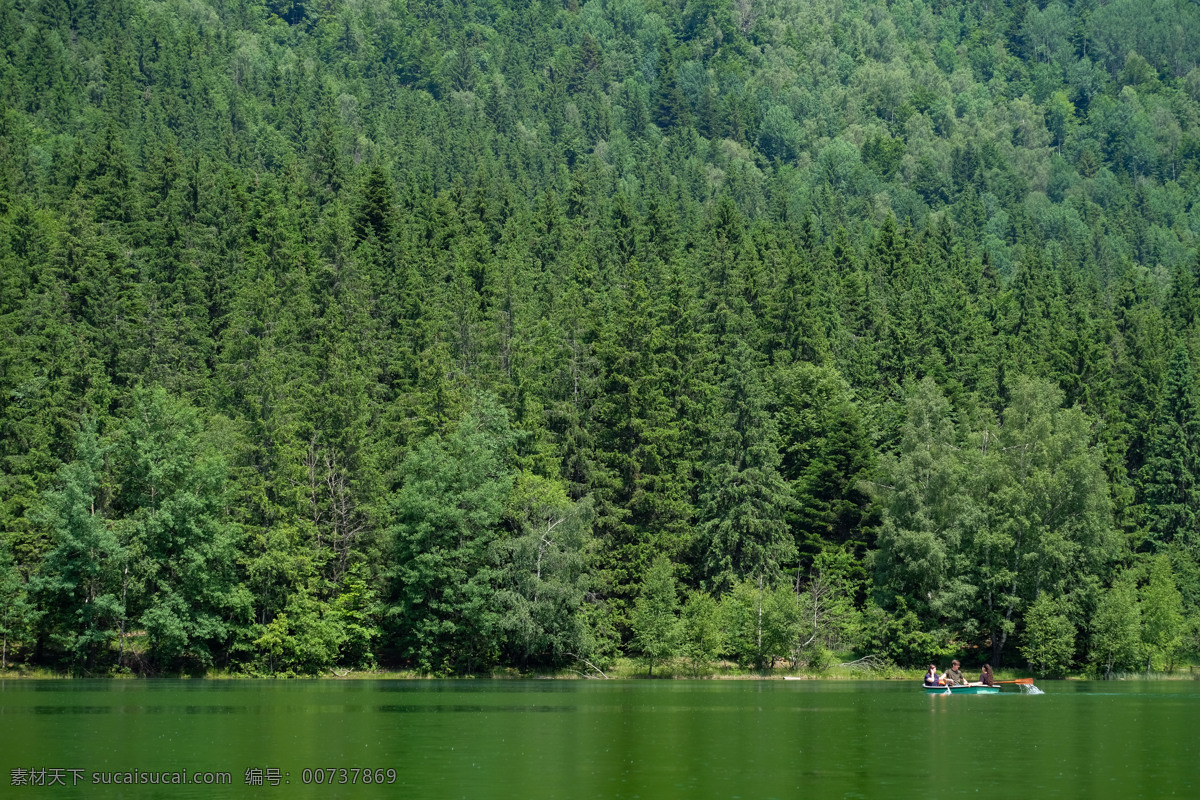 森林 自然 树林 植物 河水 自然景观 山水风景