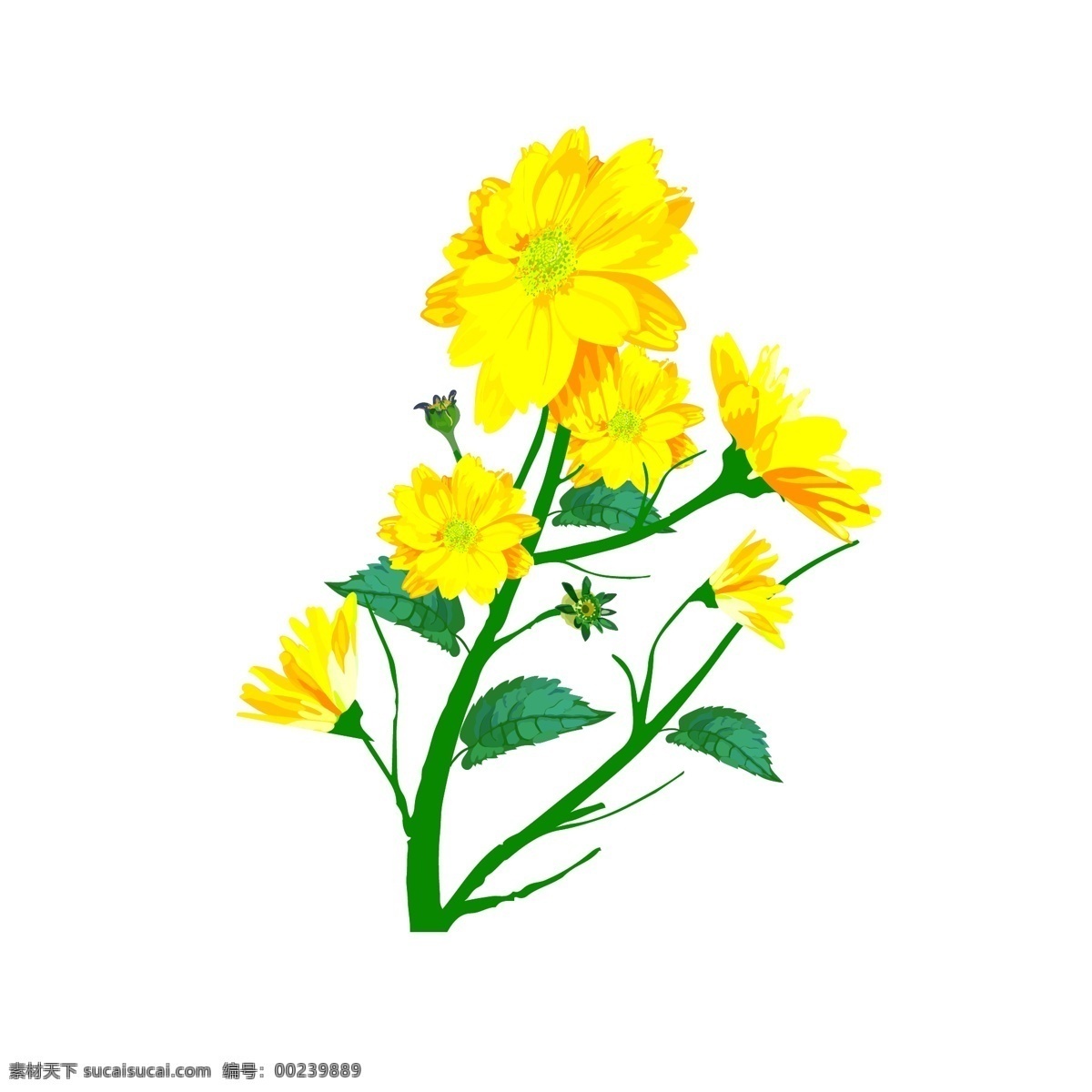 写实 卡通 植物 金盏 菊 菊花 写实风 金盏菊 金黄色