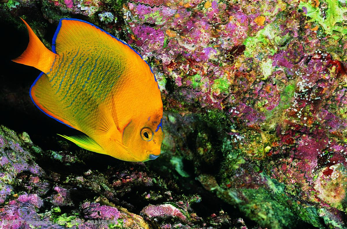 海洋生物 海底世界 海洋 礁石 生物世界 鱼 鱼类 珊蝴礁石 珊蝴 海底景色