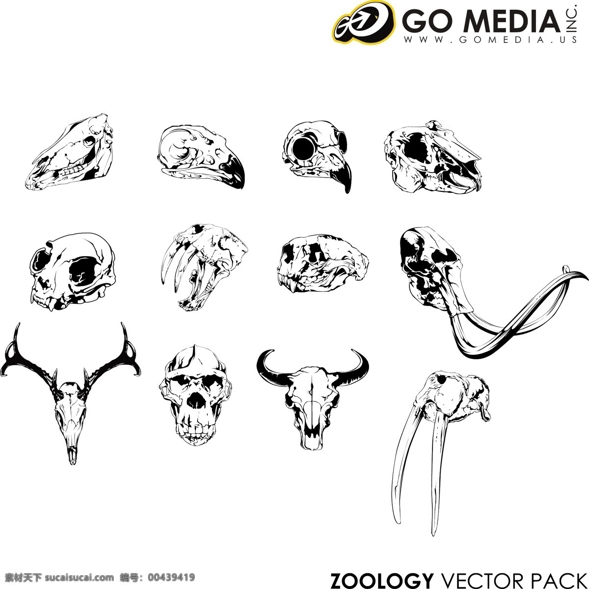 gomedia 出品 矢量 动物 头骨 材料 gomedi 颅骨 载体 矢量图 矢量人物