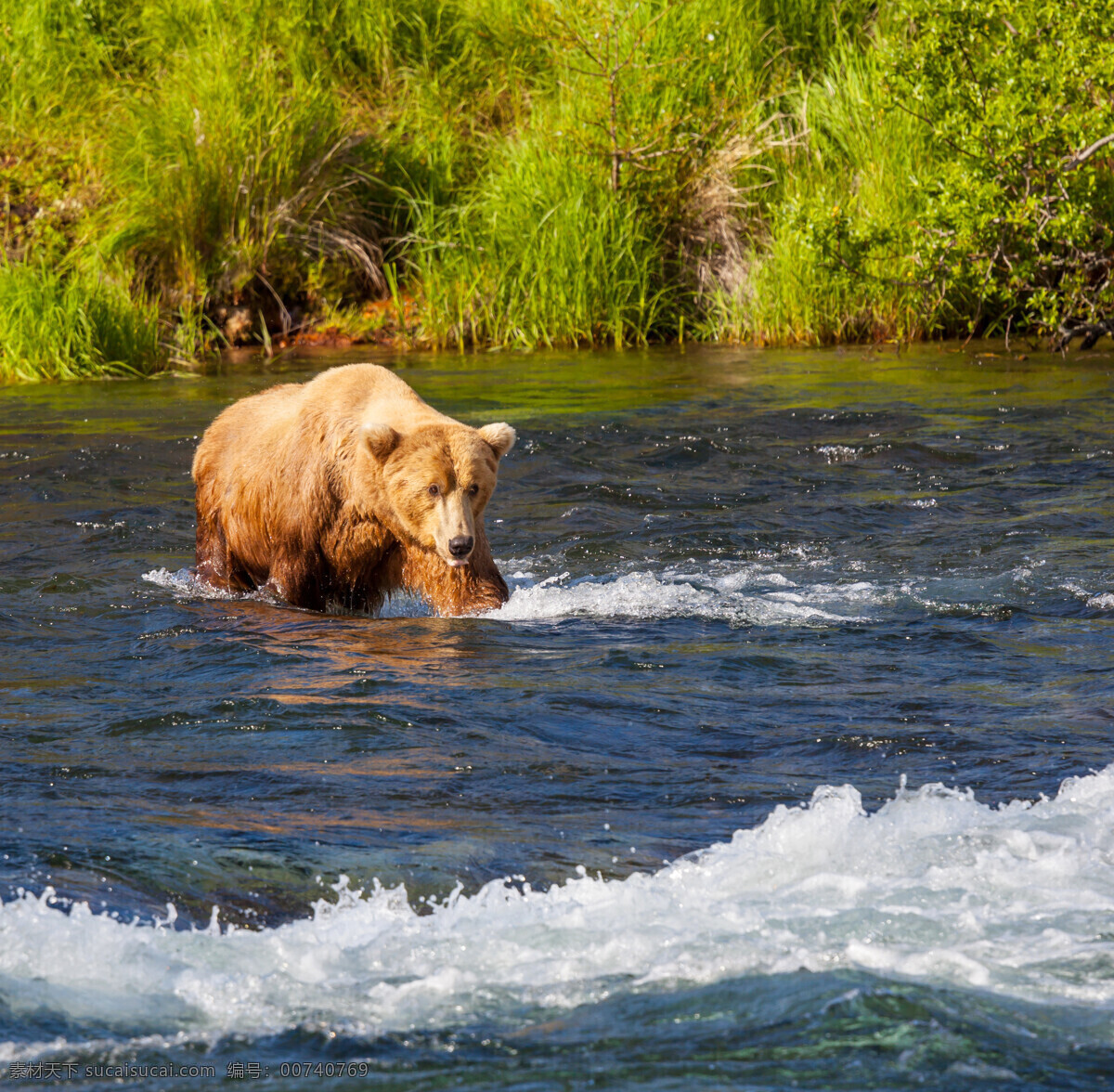 水中的狗熊 水中 河流 狗熊 动物 生物 野生动物 陆地动物 生物世界 黑色