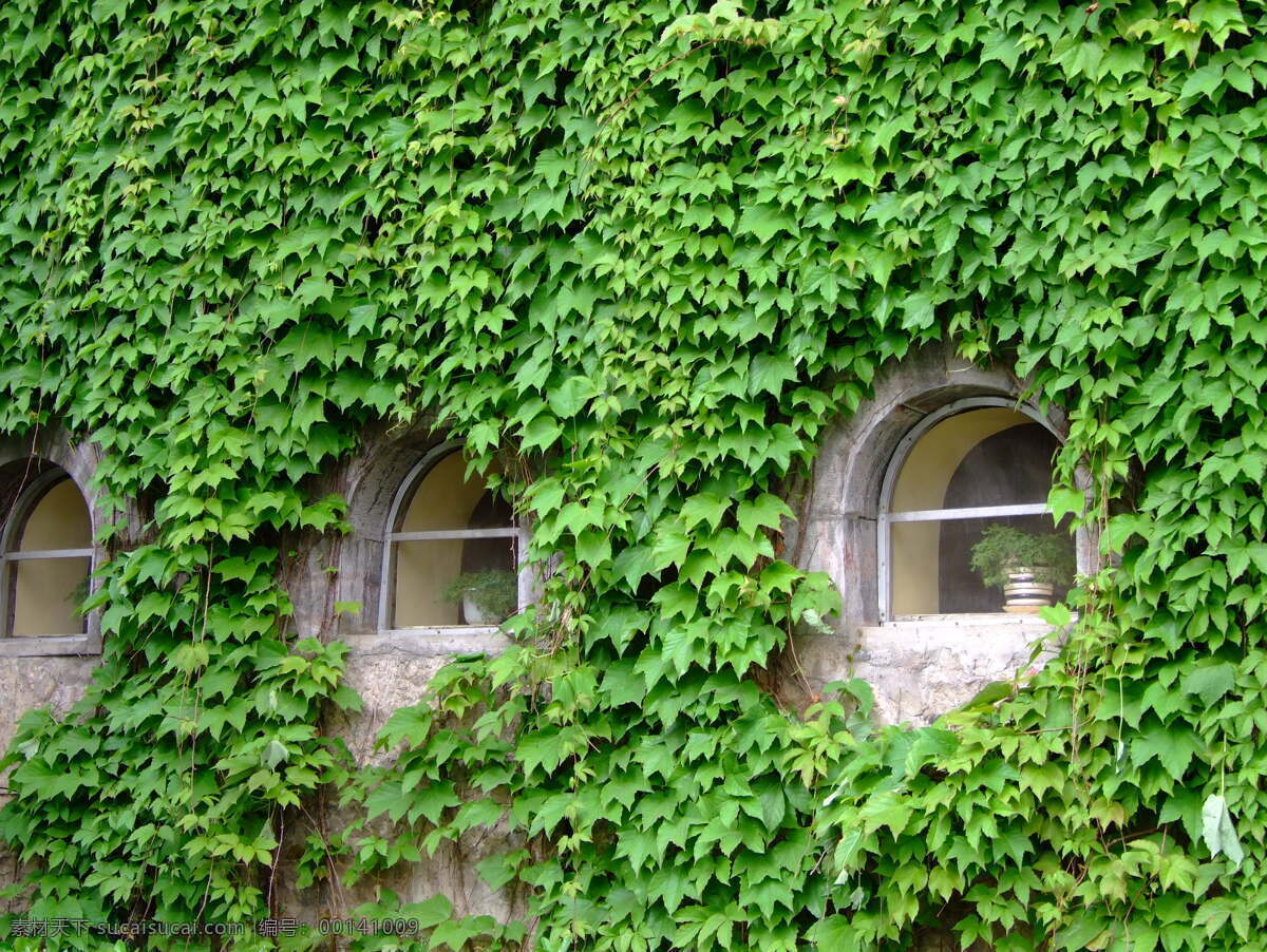 爬山虎 植物 绿色 窗户 龙门石窟 湖畔 旅游摄影 人文景观 摄影图库