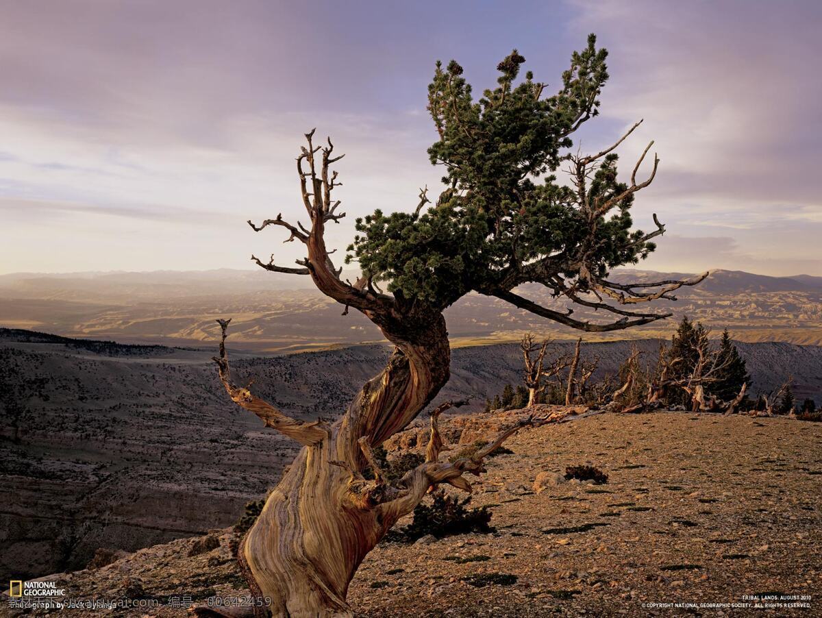 沙漠枯树 沙漠 中 不屈 大树 自然风景 自然景观