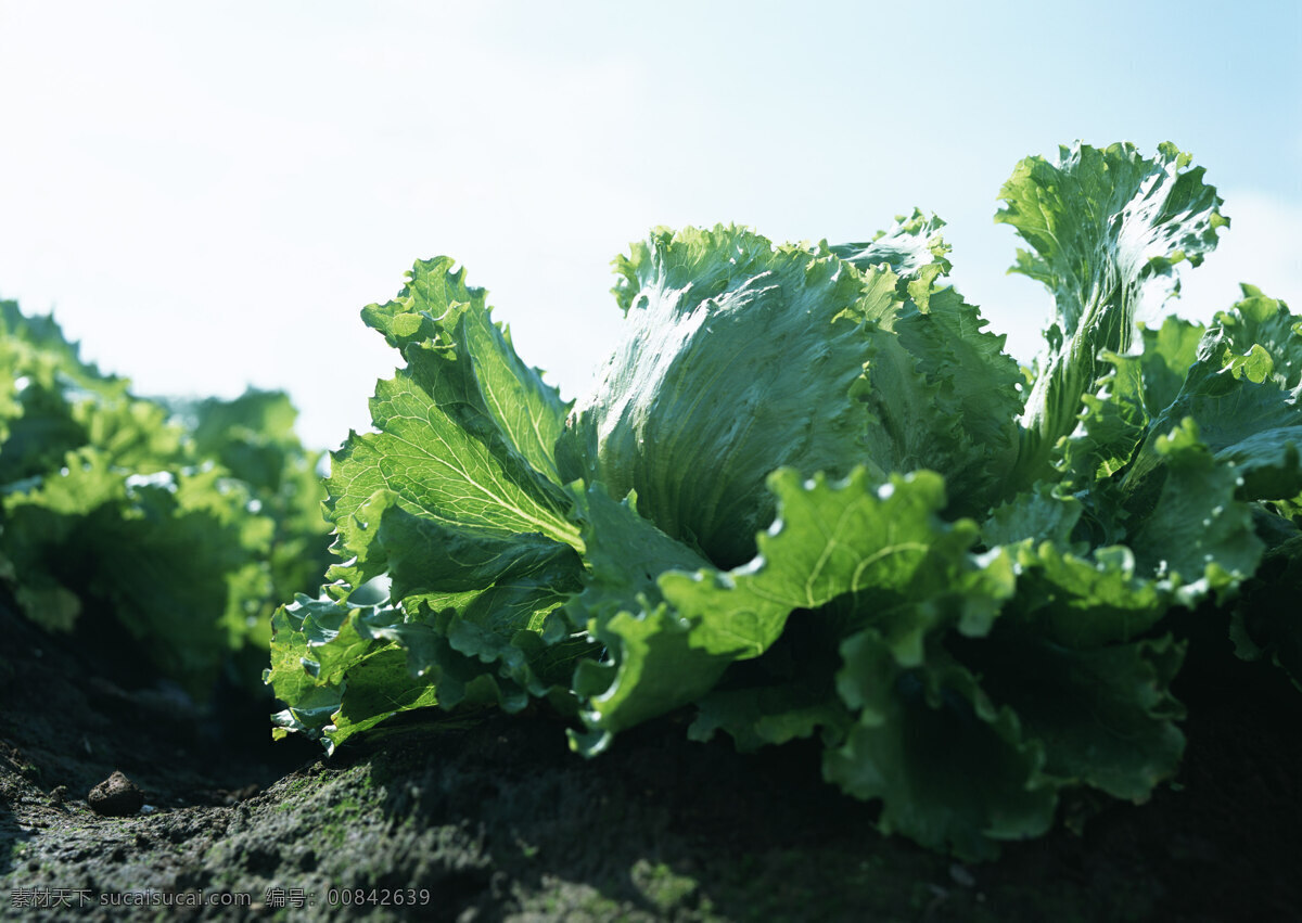 菜地 里 生菜 新鲜蔬菜 菜园 农作物 绿色食品 摄影图 高清图片 蔬菜图片 餐饮美食