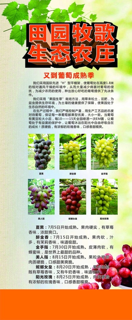 葡萄展架 各种葡萄 葡萄品种 葡萄熟了 葡萄叶 葡萄底图 送给 女朋友 礼物 移门图案