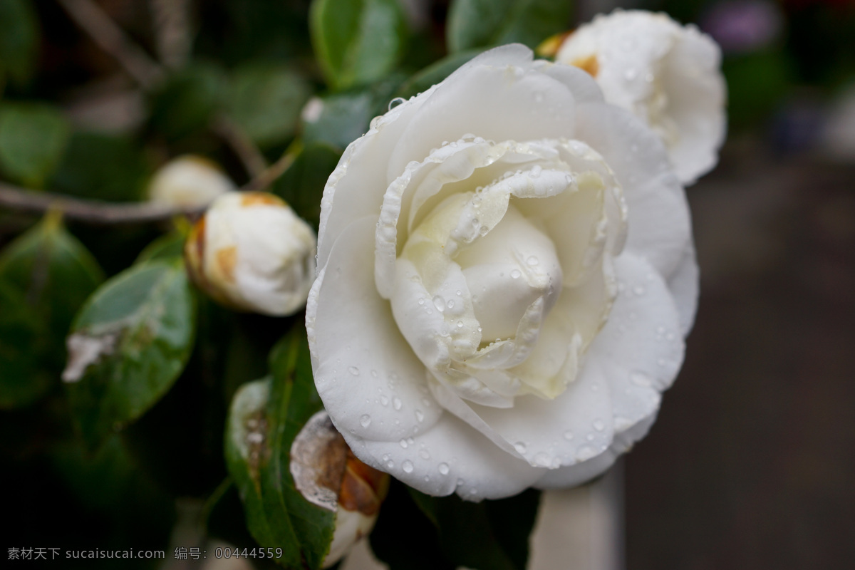 茶花 白茶花 白色 花 绿叶 花草 生物世界