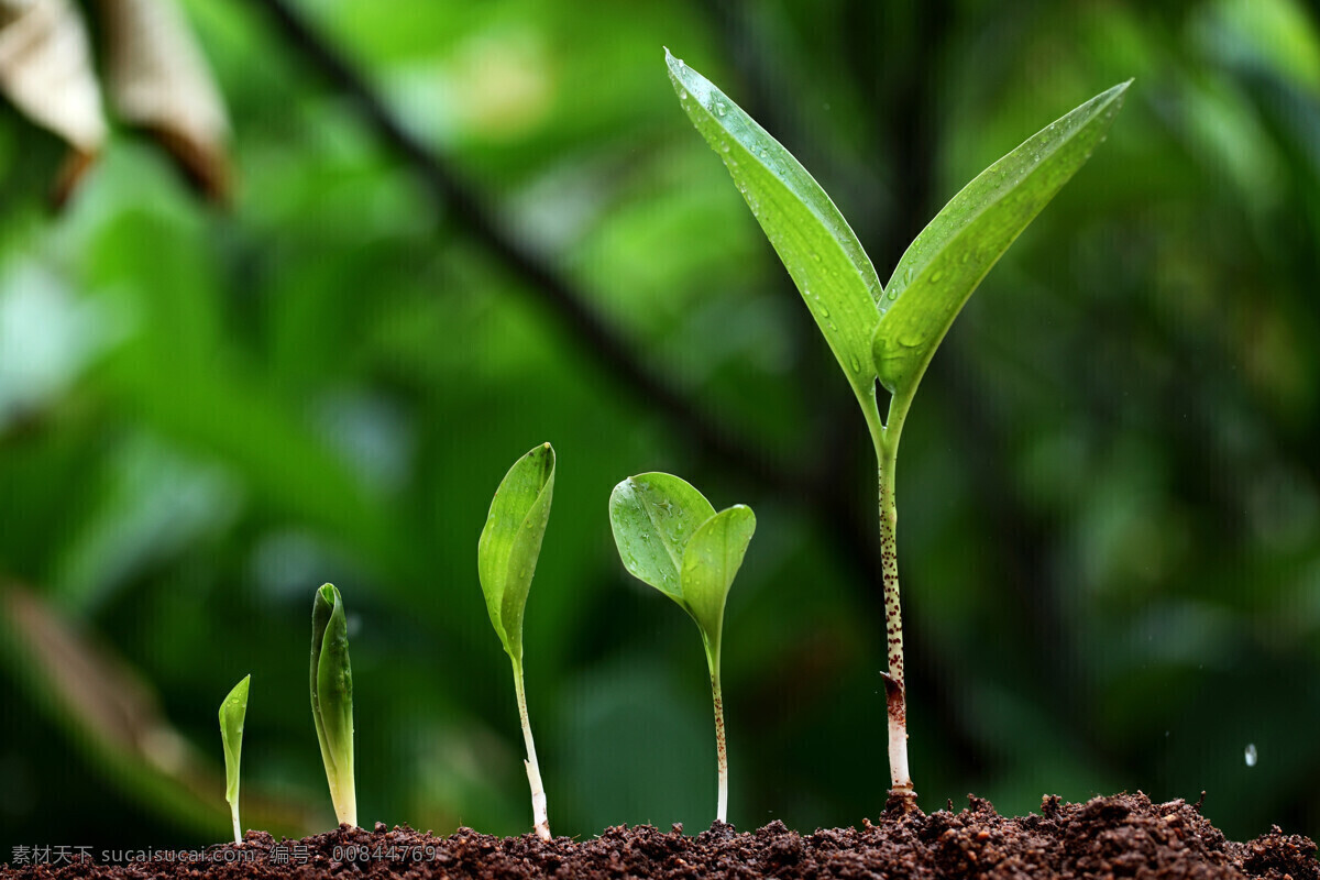 植物 绿色植物 植物素材 小植物 发芽 植物生长过程 植物图片 土壤 小树苗 生物世界 树木树叶