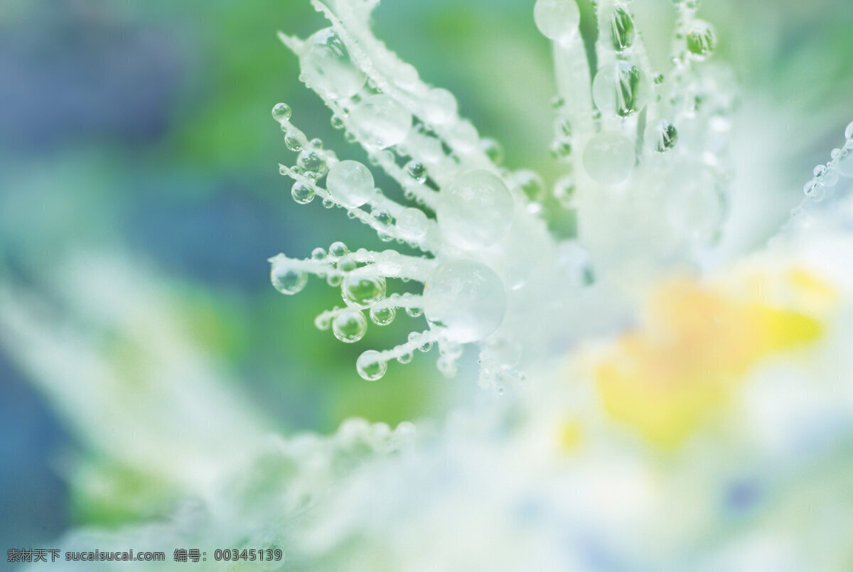 水珠 晶莹剔透 露水 露珠 水滴 雨水 自然风景 晨露 漂亮水珠 自然景观 psd源文件