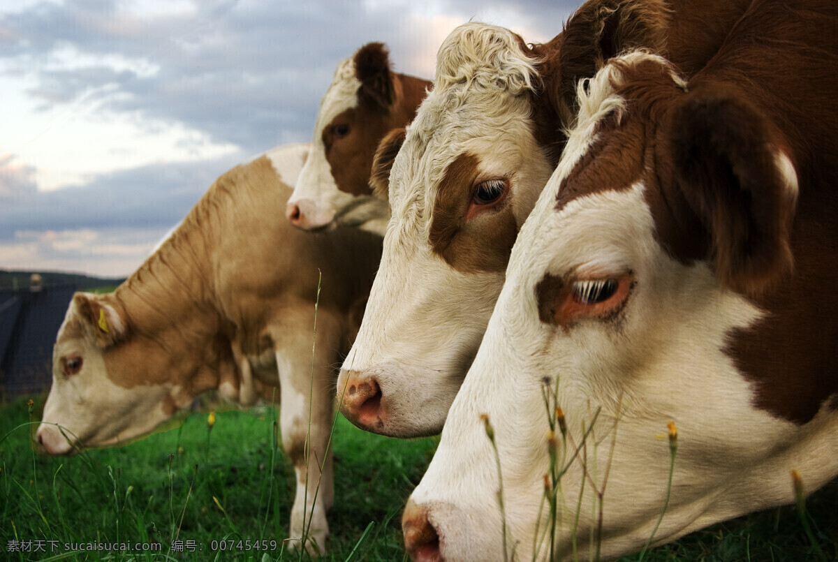 动物 草地 牧场 奶牛 吃食 陆地动物 生物世界 黑色