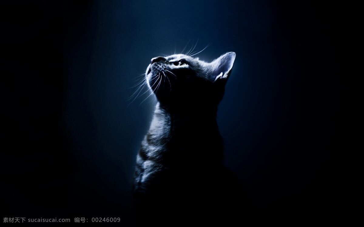 小猫 猫咪 注视 萌宠 蓝黑色背景 喵星人 其他生物 生物世界