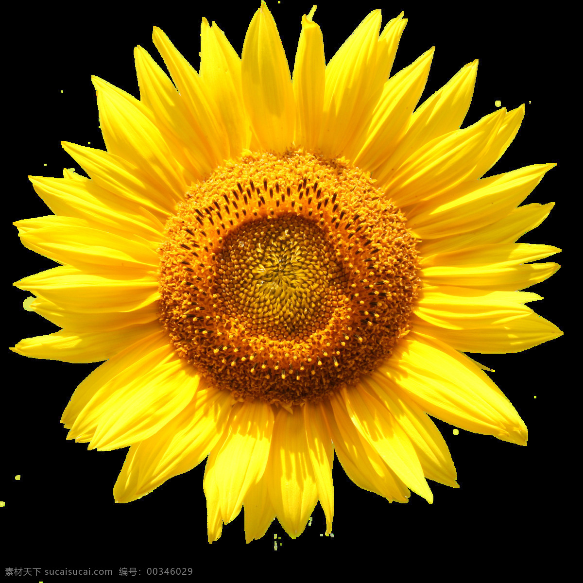 朵 金灿灿 向日葵 花 透明 黄色 花心 植物 鲜花 透明素材 免扣素材 装饰图片