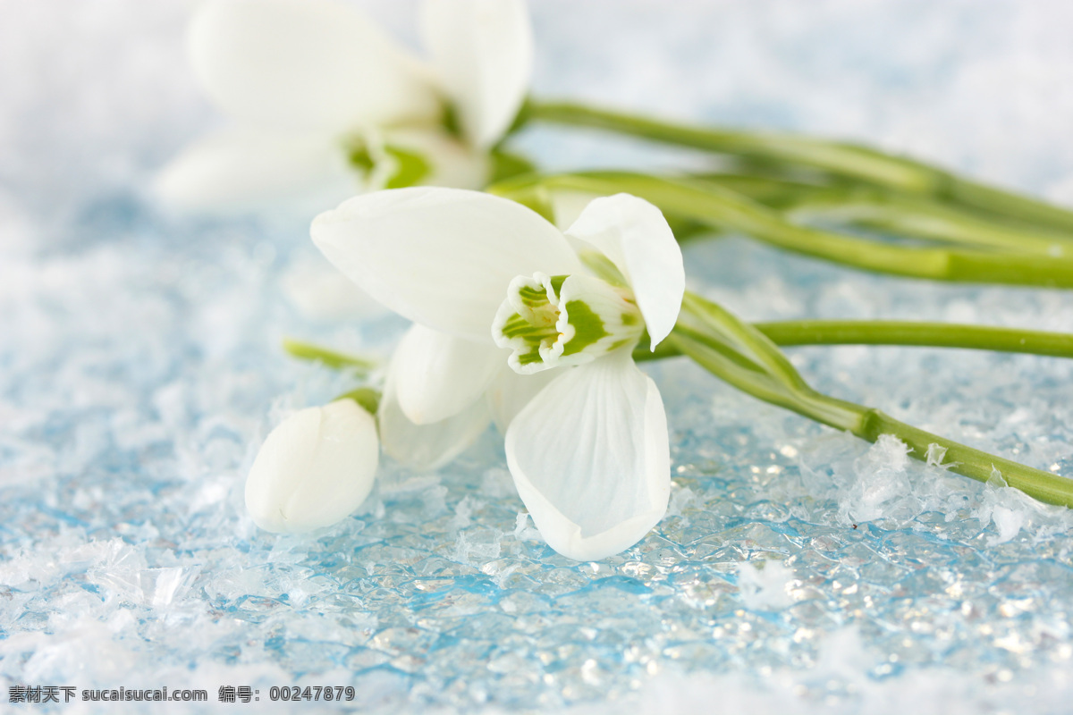 雪地 上 白色 小花 雪滴花 美丽花朵 鲜花背景 白色小花 花卉 春天花朵 花草树木 生物世界