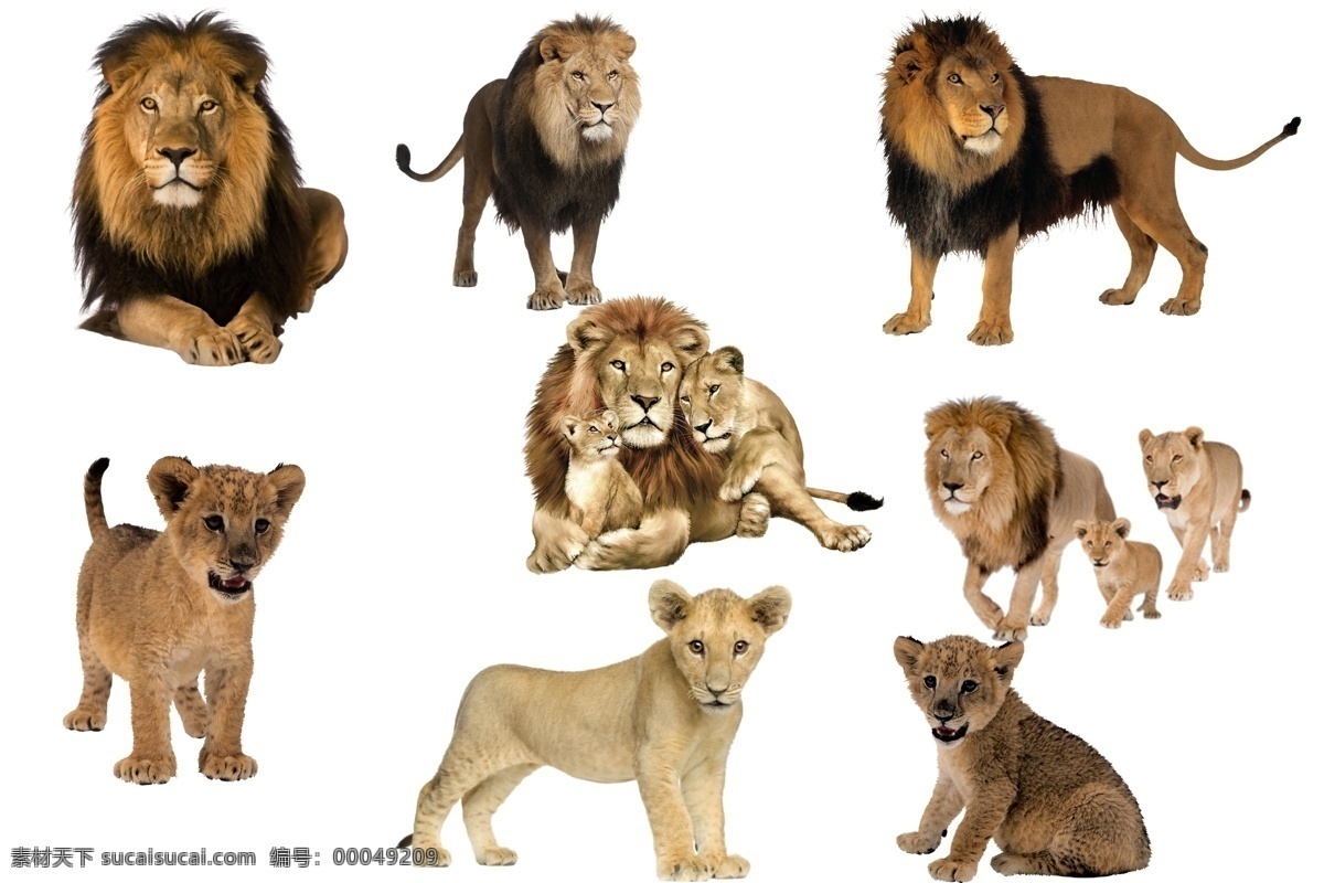 狮子 透明素材 png抠图 山林之王 动物之王 大型猫科动物 美洲狮 狻猊 群居动物 非 原创 透明 合 辑 分层