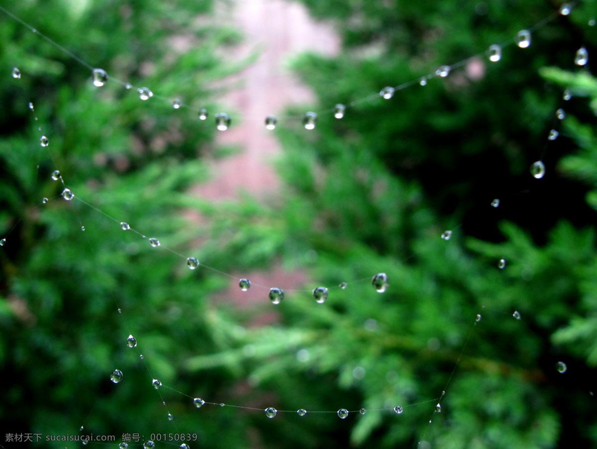 国内旅游 露珠 旅游摄影 清晨 清新 水滴 植物 项链 露珠项链 雨后 高质量摄影 psd源文件