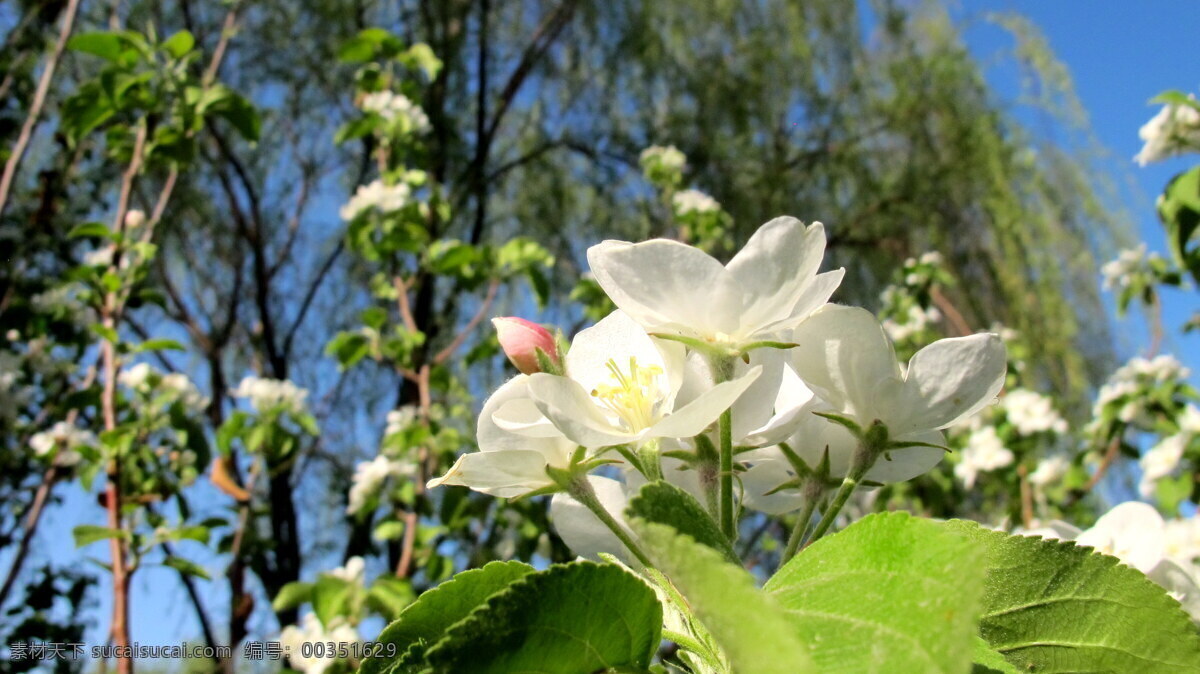 苹果花 苹果 花 花朵 植物 树 大自然 绿色 清新 春天 春色 生物世界 花草 黑色