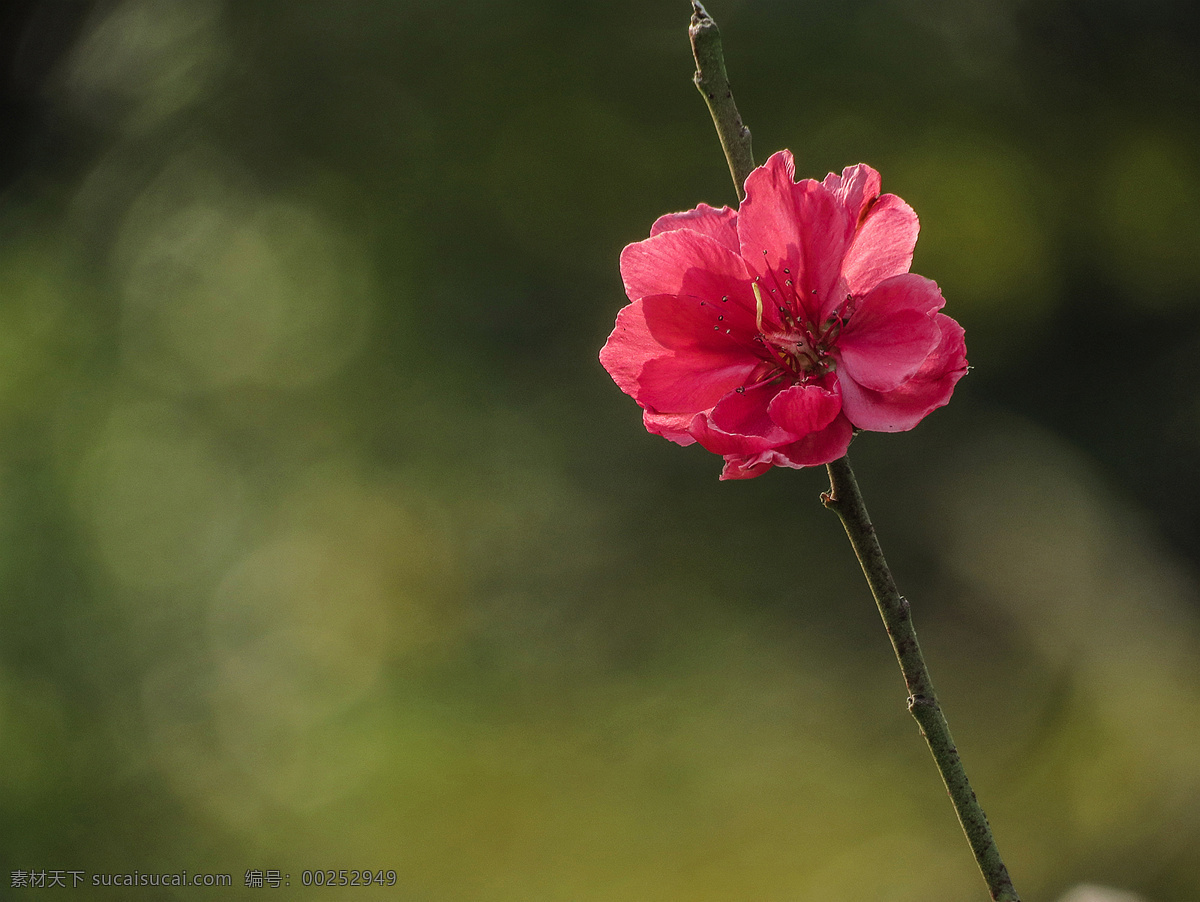 艳丽的桃花