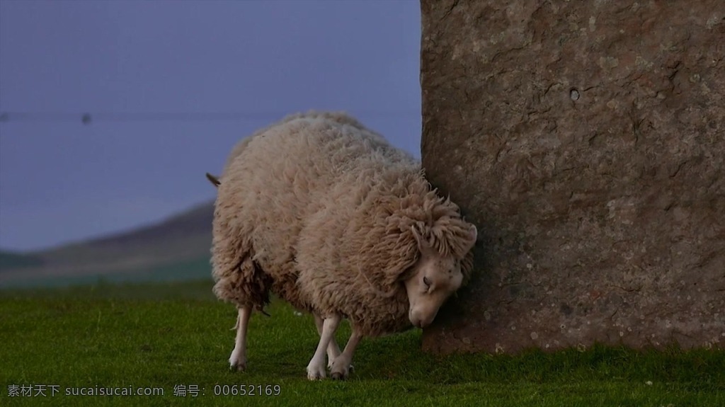 视频背景 实拍视频 视频 视频素材 视频模版 绵羊 动物 绵羊动物