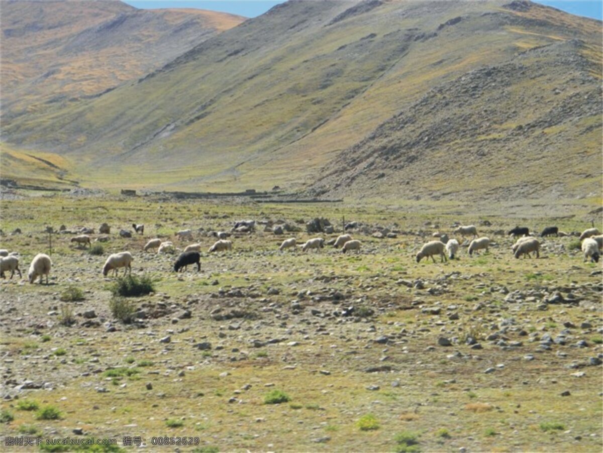 羊群 西藏 草原 旅游 屋脊城市 国内旅游 旅游摄影