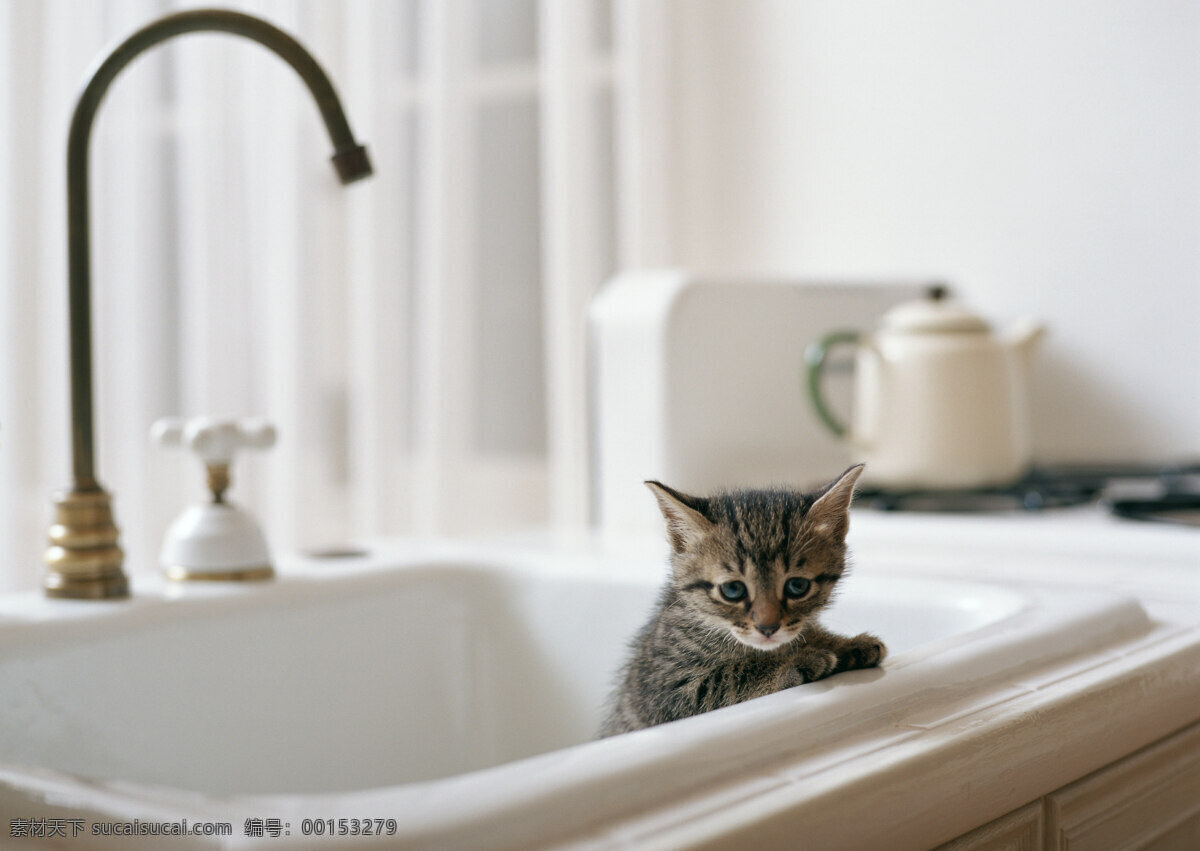 厨房 水槽 里 小猫 动物摄影 宠物 猫 可爱的猫 家猫 猫咪 小猫图片 家禽家畜 生物世界 猫咪图片