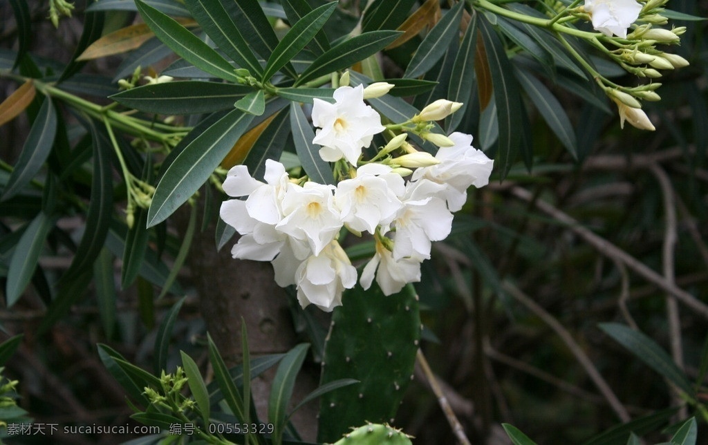 夹竹桃 柳叶桃 半年红 甲子桃 鲜花 花草 花草世界 生物世界