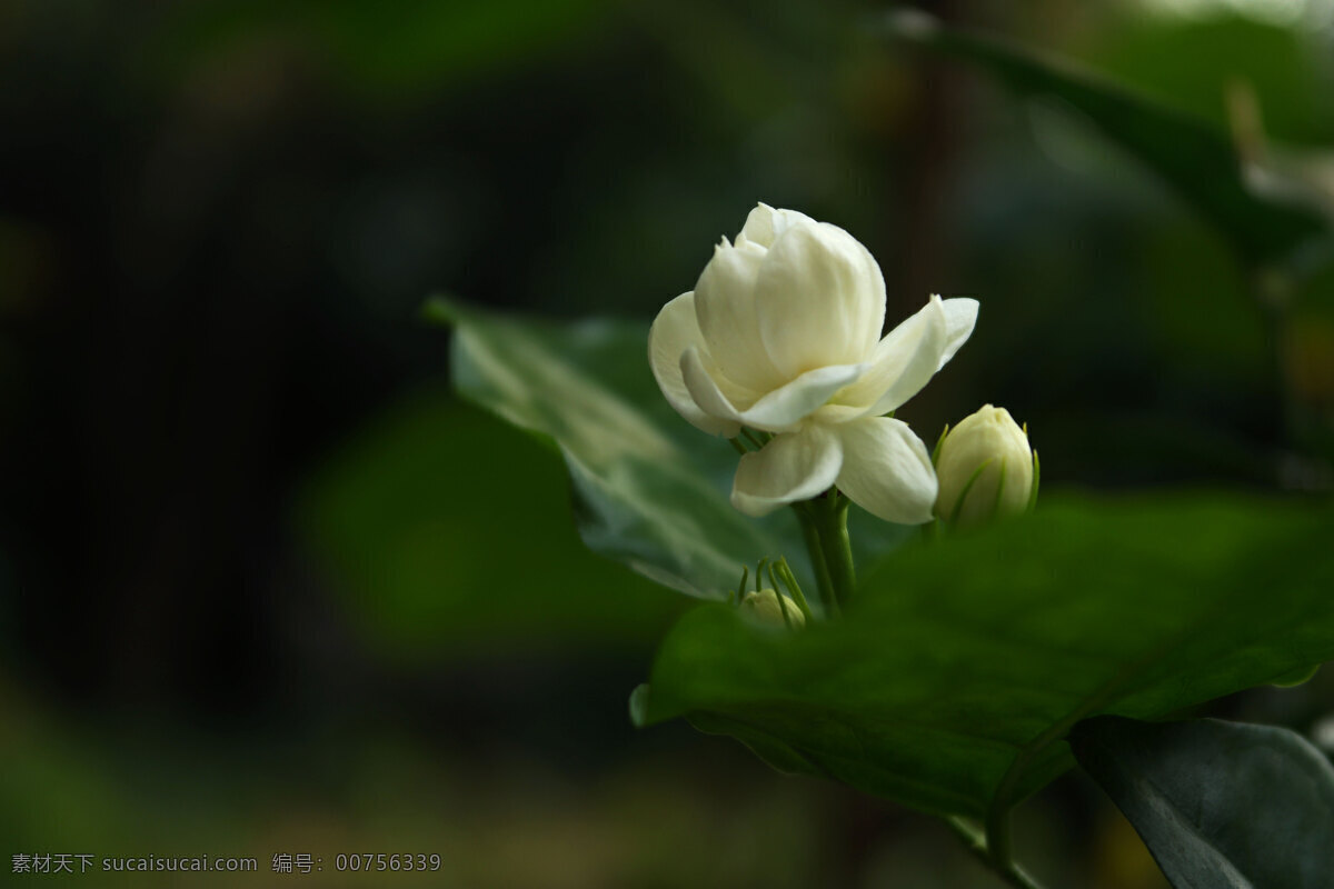 茉莉花 白花 小白花 香花 茉莉 小花 泡茶的花 花卉 生物世界 花草