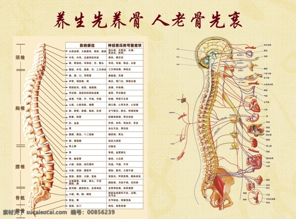 韩旭养生图 美容美发 脊椎图 中医图 调理 养生 骨 韩旭