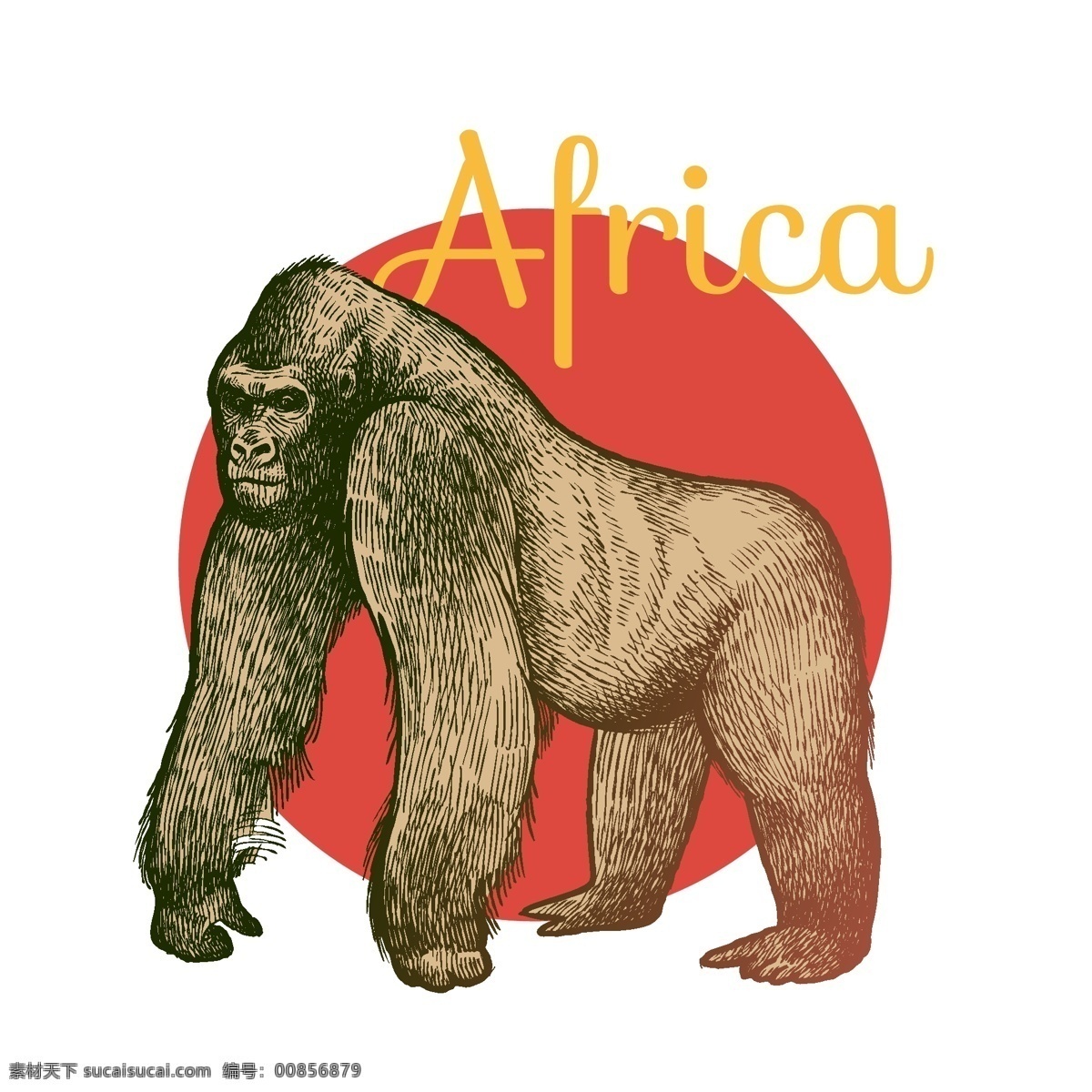 手绘 非洲 猩猩 矢量