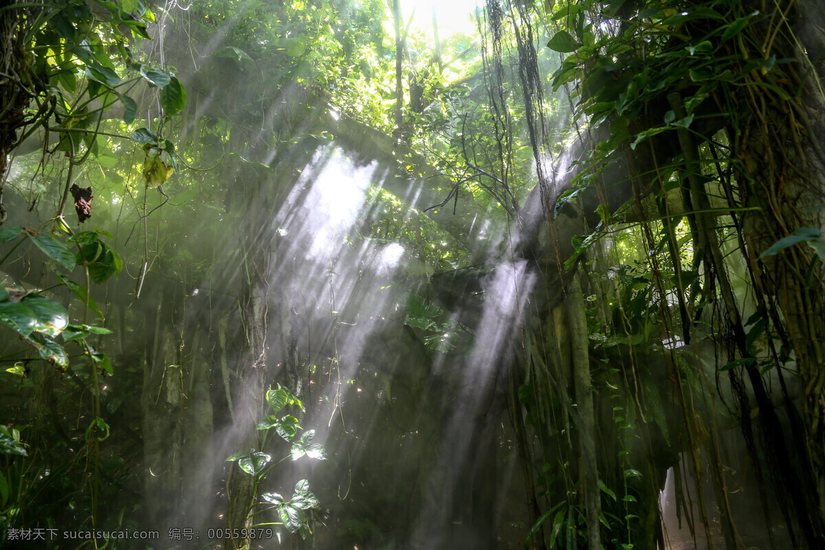 热带雨林 旅游 风景 自然 树木树叶 生物世界