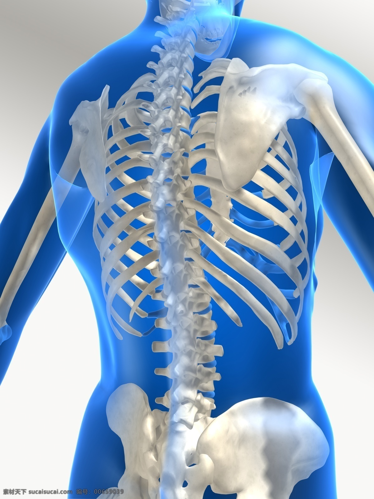 背部透视图 透视 透明 人体 治疗 医学 骨骼 脊椎 胸椎 腰椎 肋骨 髋骨 盆骨 肩胛骨 腰部 背部 臀部 x光 透视人体图 医疗护理 现代科技