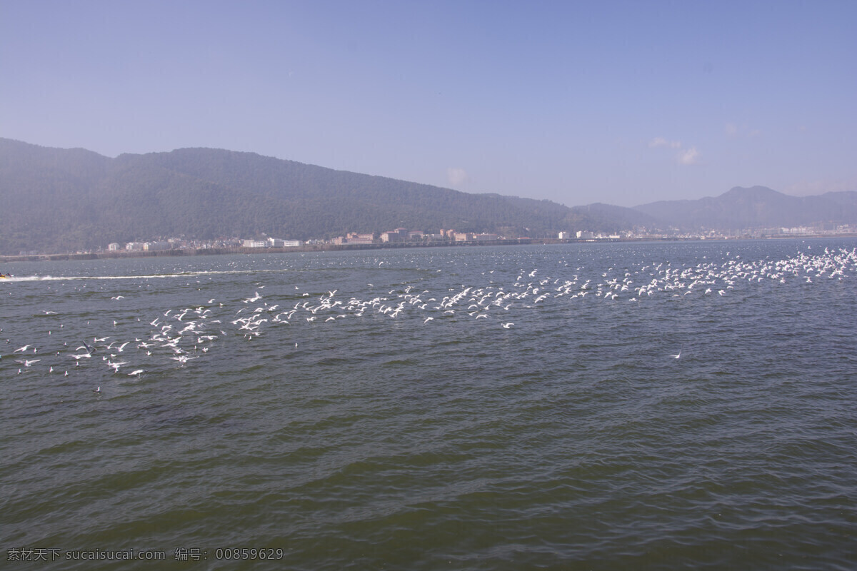 云南 昆明 滇池 红嘴鸥 海鸥 滇池海鸥 翱翔 蓝天海鸥 飞翔 昆明湖 生物世界 鸟类