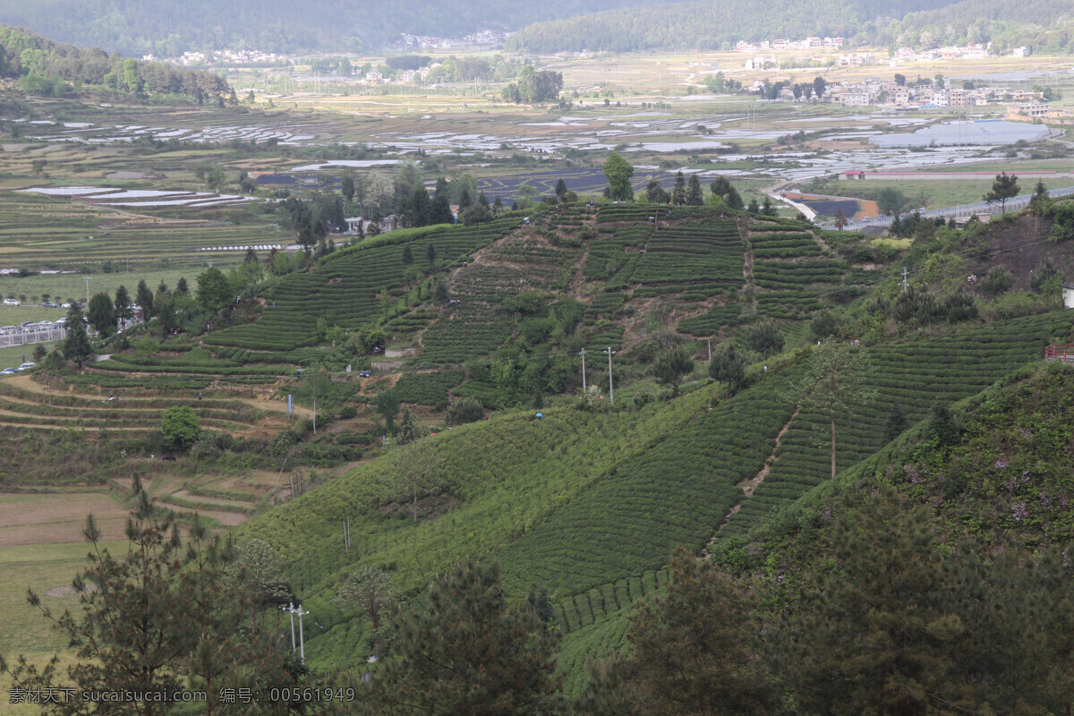 云雾贡茶 茶叶 五朝贡茶 原创 自然景观 自然风景