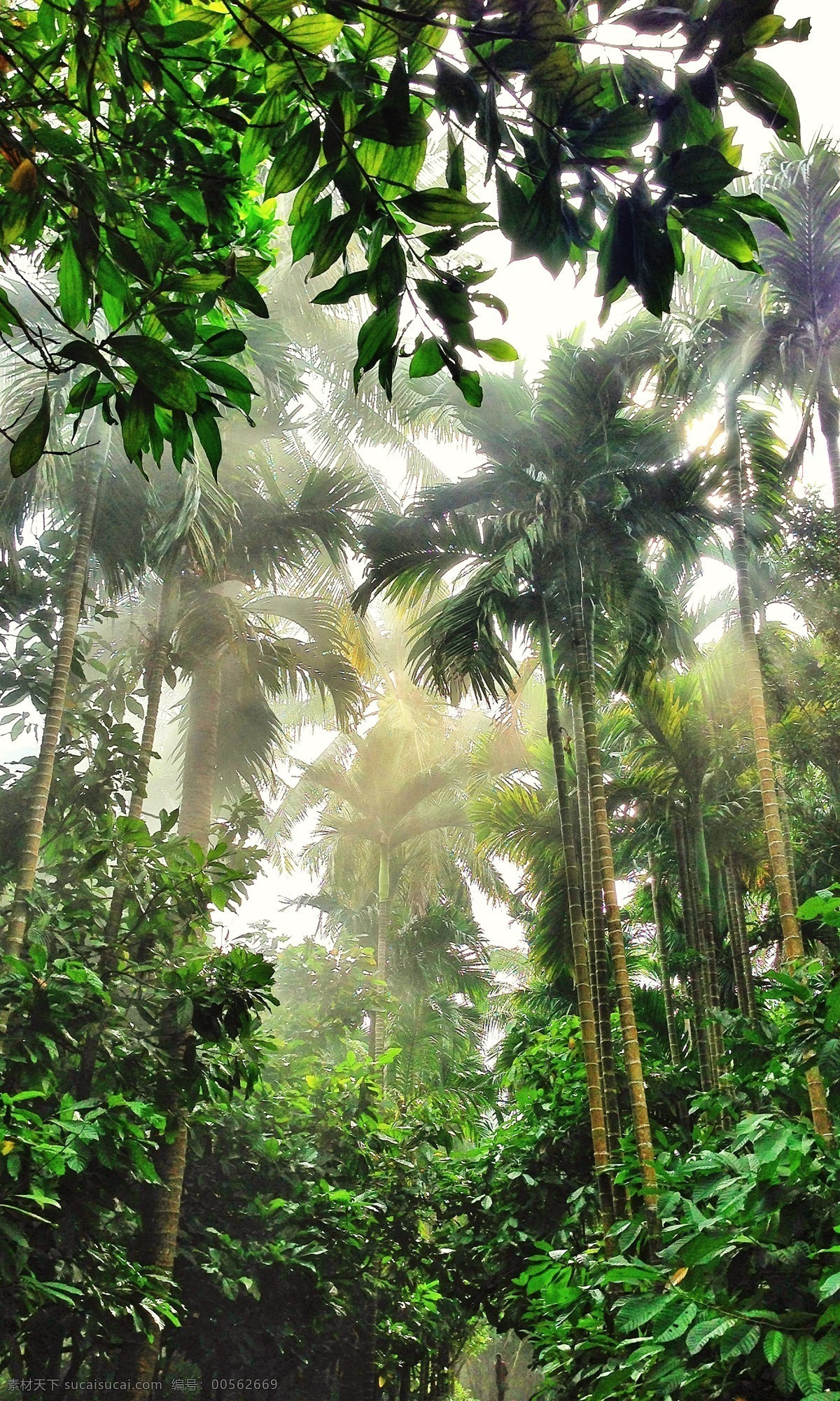 椰林 椰树 椰树林 绿意 绿色 梦幻 意境 梦幻树林 树林 阳光 阳光树木 晨曦 透光 热带 海南 兴隆 植物园 静物 人文景观 旅游摄影