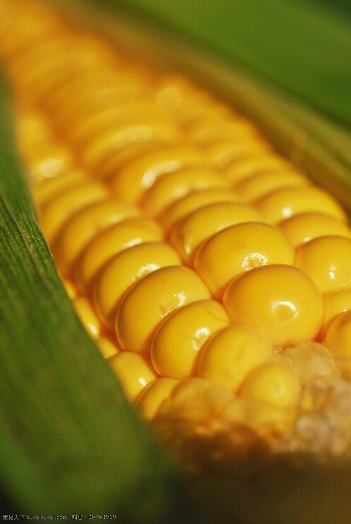 玉米 皮包裹 下 金色 金色玉米 玉米皮 粮食 农作物 农产品 原材料 特写 玉米棒 玉米穗 成熟 果实 农业生产 现代科技