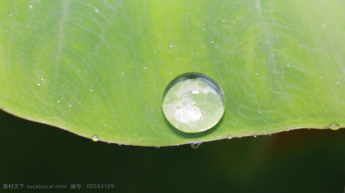 露水 露珠 绿色 生物 水滴 叶片 叶子 上 叶子上的露珠 植物 雨露 自然现象 菜叶 自然景观