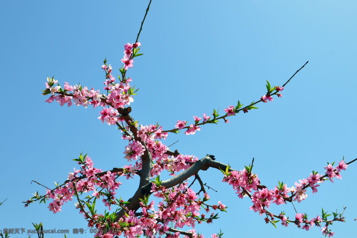 桃花 春天 风景 花草 蓝天 绿叶 生物世界 psd源文件