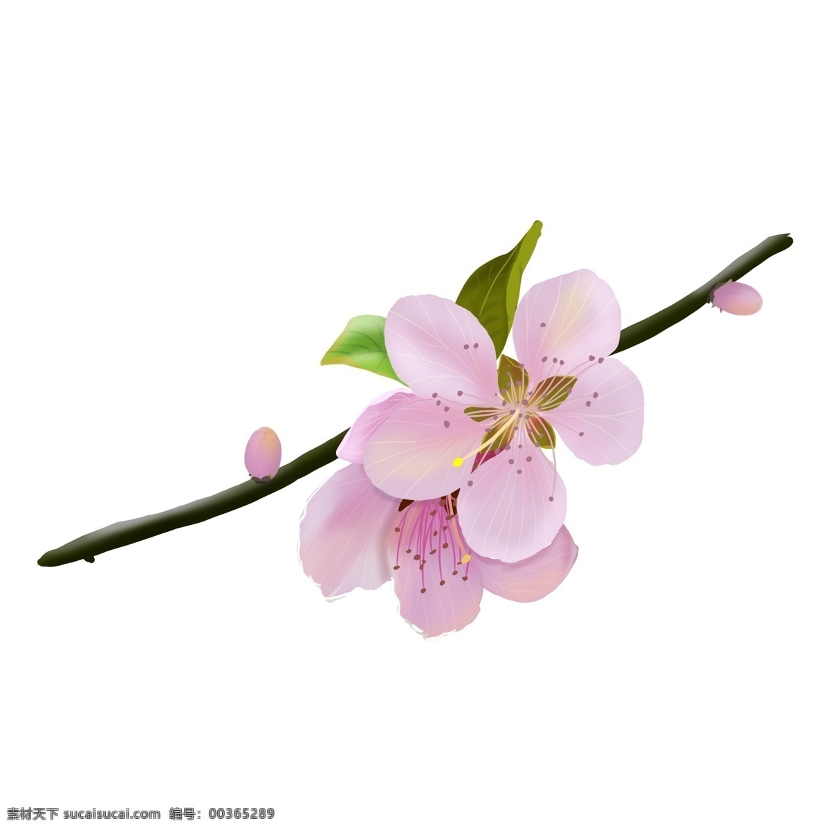 手绘 粉色 盛开 桃花 商用 植物 桃花节