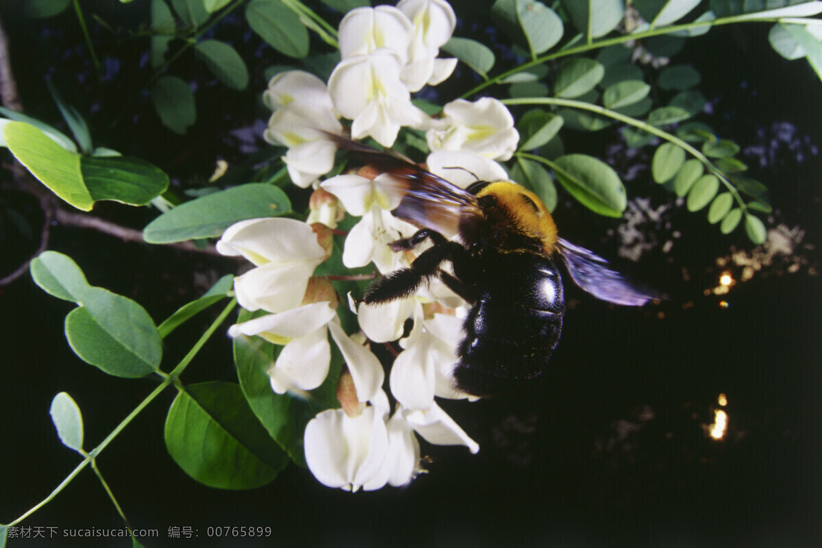 花朵 上 采 蜜 蜜蜂 小蜜蜂 采蜜 美丽鲜花 花丛 动物世界 昆虫世界 花草树木 生态环境 生物世界 野外 自然界 自然生物 自然生态 高清图片 自然 植物 户外