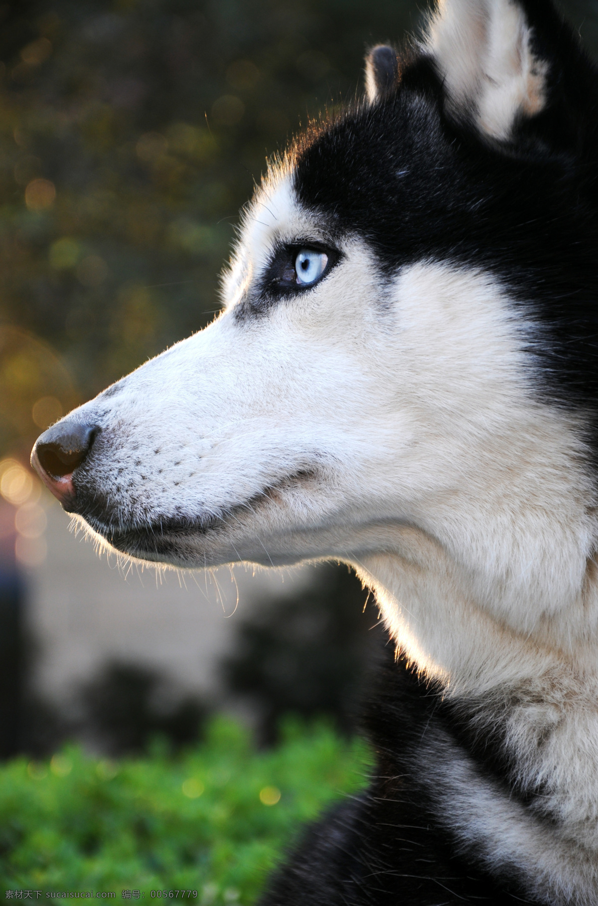 哈士奇 小狗 狗 雪橇犬 狼狗 宠物狗 宠物 动物 家禽家畜 生物世界
