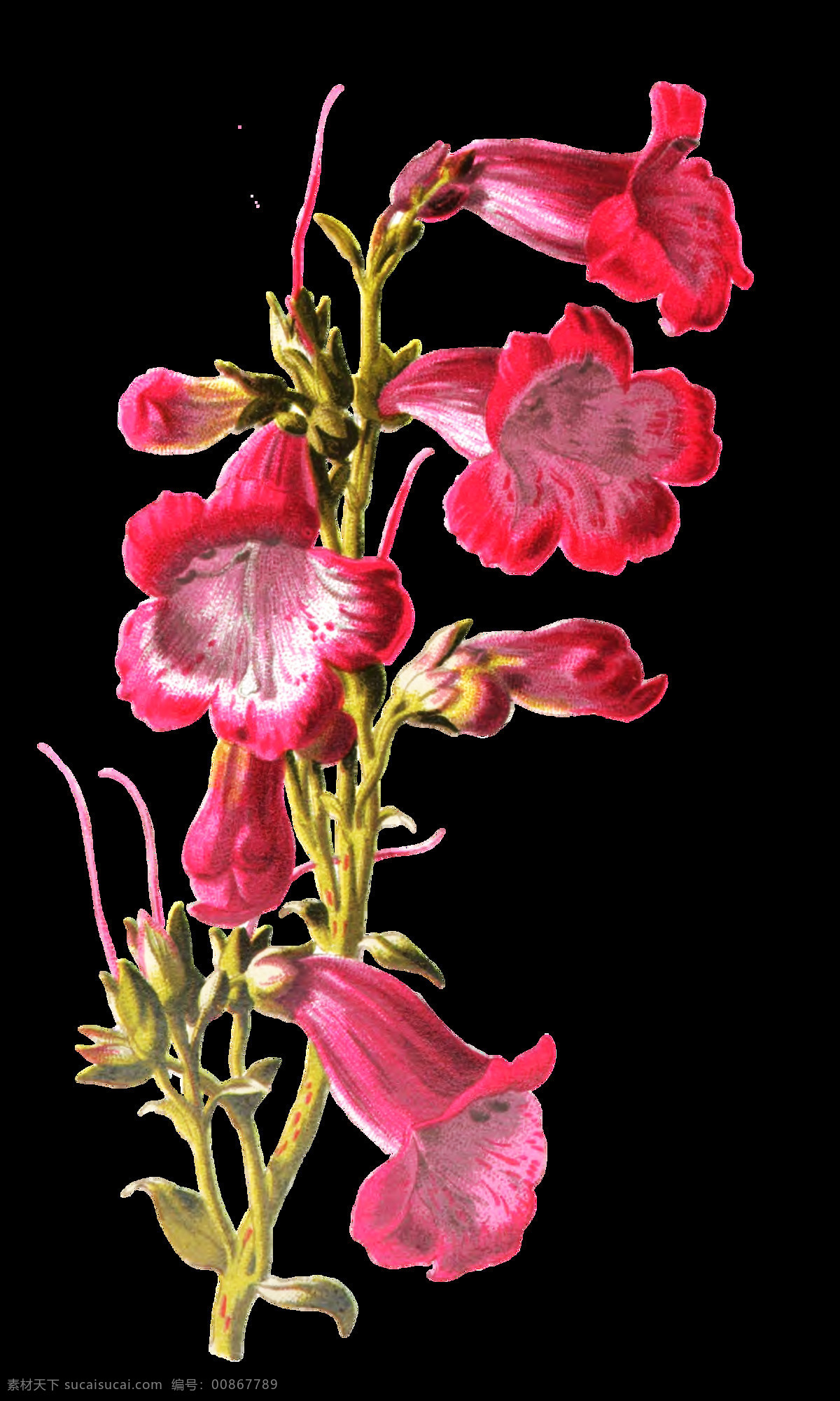 粉 喇叭花 卡通 透明 花叶 植物 透明素材 免扣素材 装饰图案