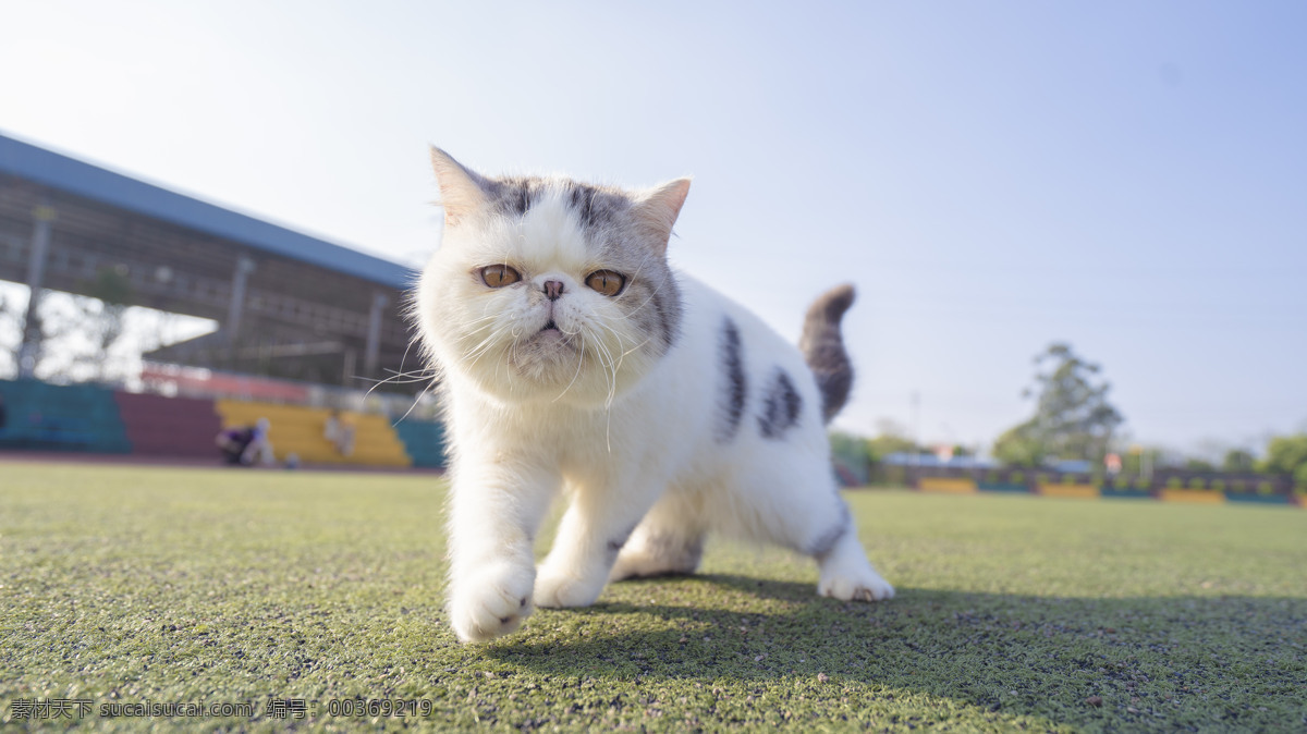 可爱 加菲 商业摄影 猫咪 猫猫 银间层 蓝天 白云 操场 商业
