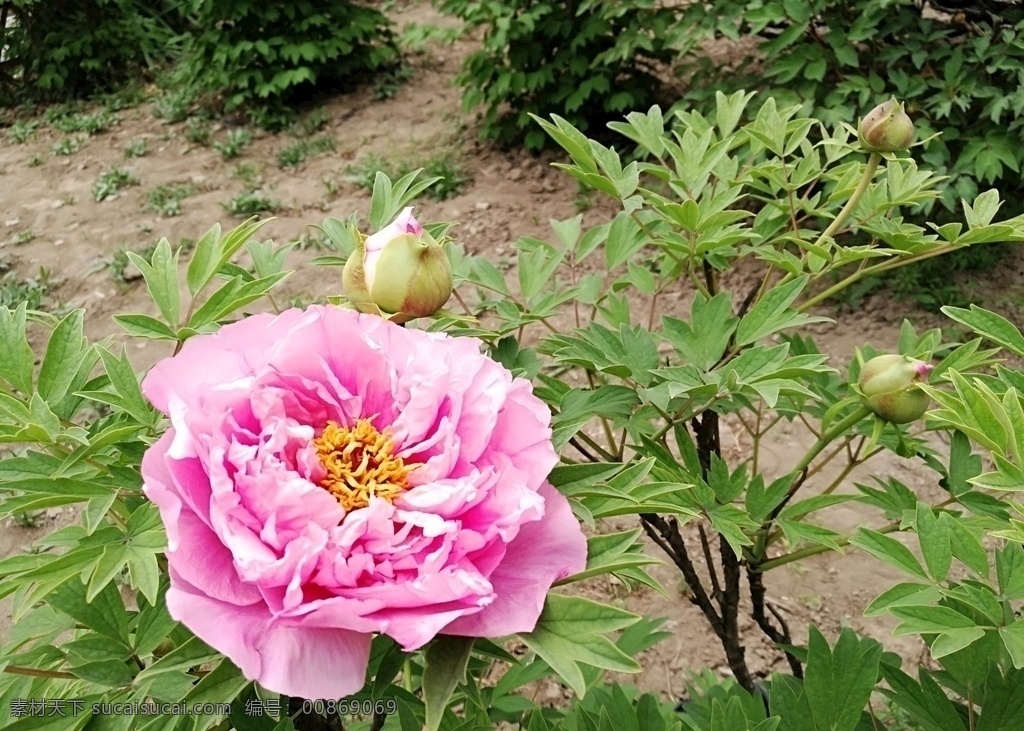 牡丹图片 粉色牡丹 雍容华贵 富贵牡丹 花开 植物 园林 国色天香 绿色 粉色 玫红 自然景观 自然风景