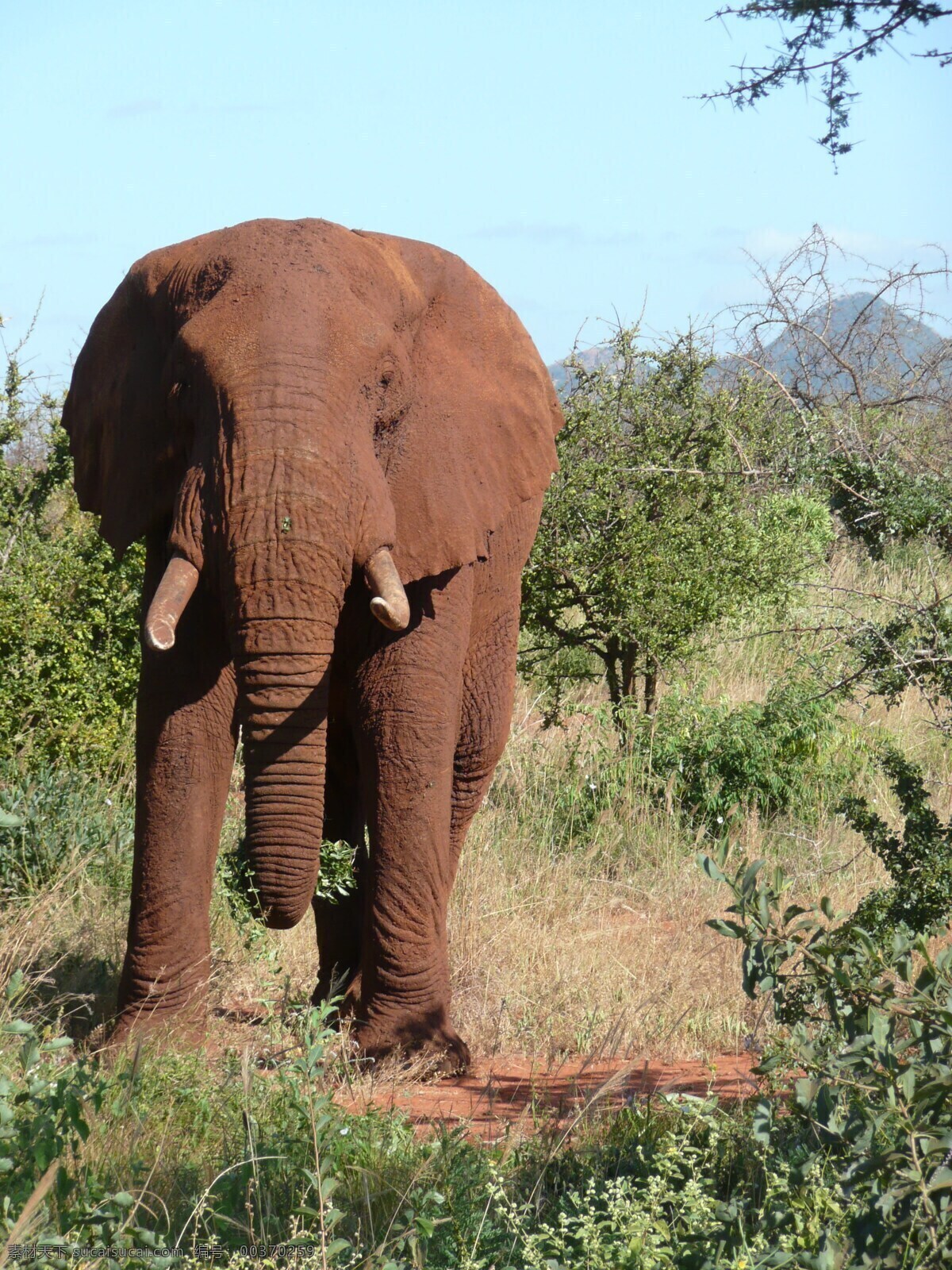 草原上的大象 大象 野象 非洲大象 草原动物 食草动物 非洲动物 狂野的非洲 野生动物 保护动物 动物世界 非洲草原 动物研究 地球动物 可爱的家园 环保问题 公益组织 生物世界