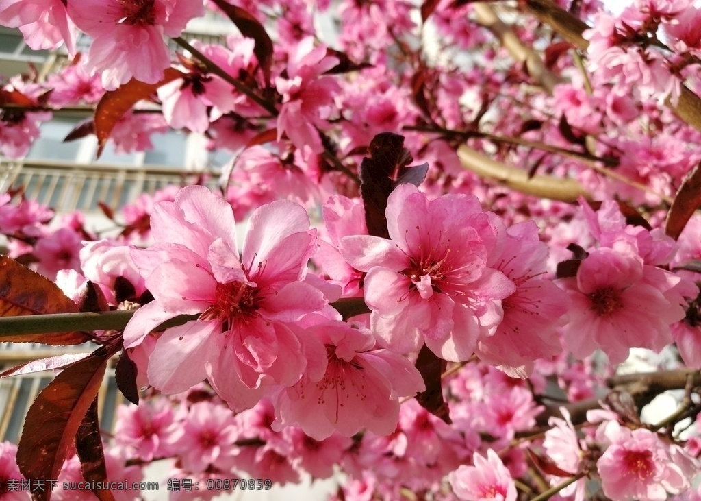 春天桃花 春天三月 三月桃花 桃花盛开 粉色桃花 春天美景 春天 桃花 自然景观