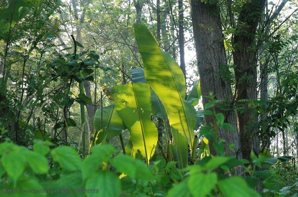 芭蕉 芭蕉叶 阳光 自然风景 原始景观 大树 丛林 自然景观 田园风景 原创摄影