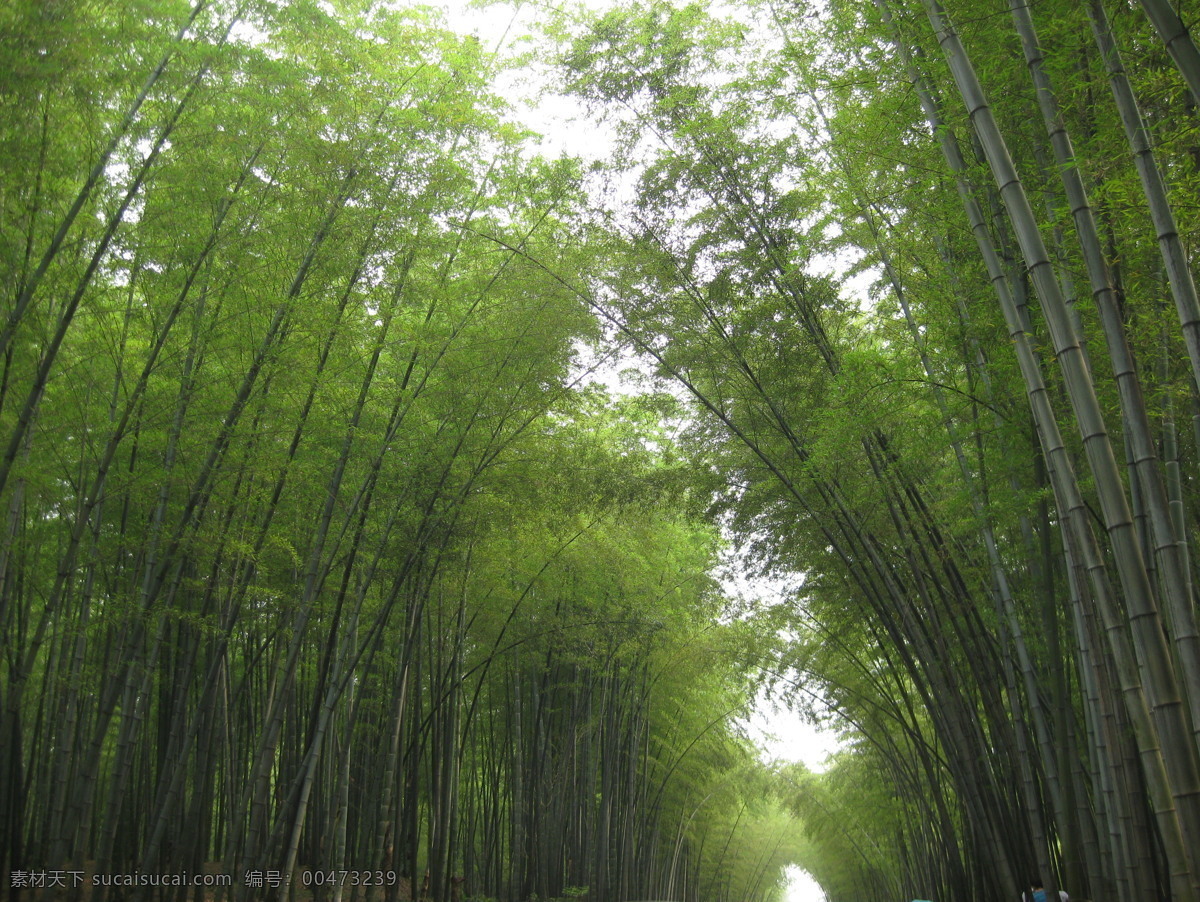 竹海 生物世界 树木树叶 竹林 走道 矢量图 日常生活