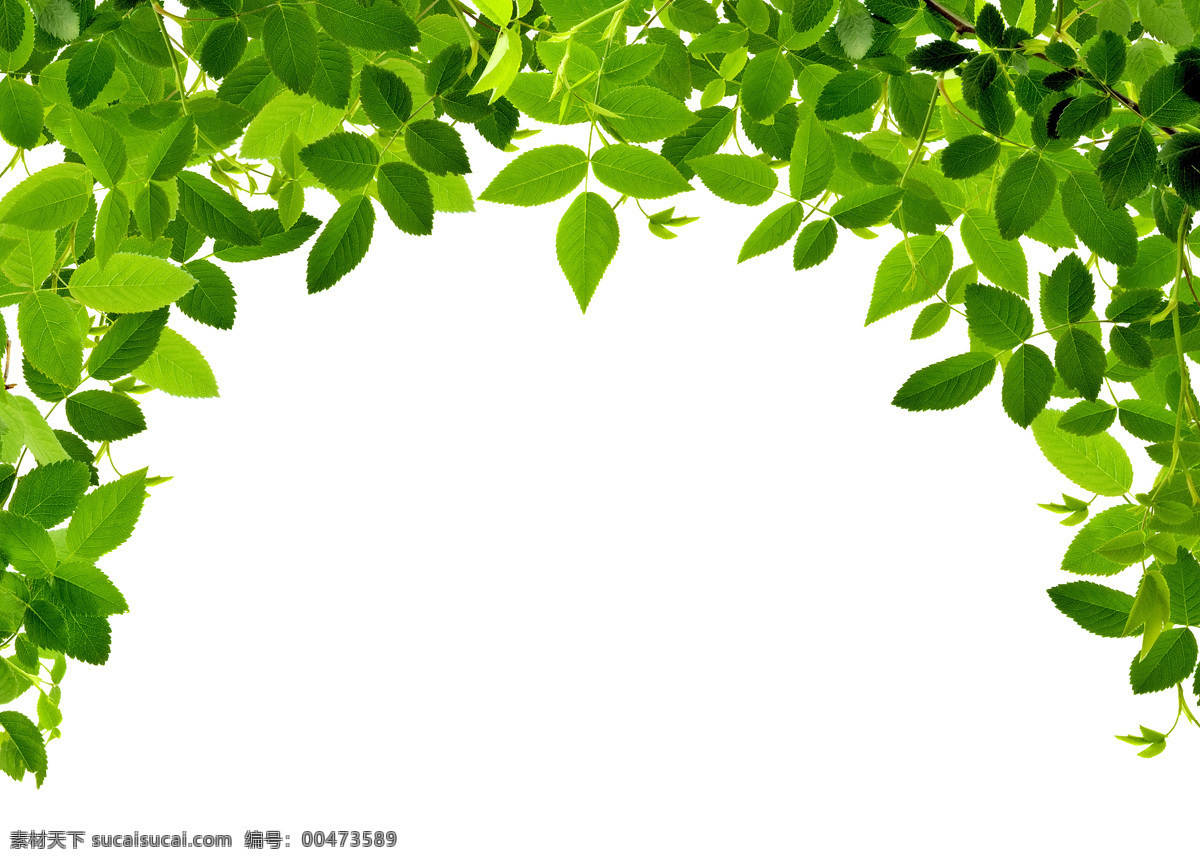 绿叶 背景 绿色 树叶 叶子 植物 背景图片