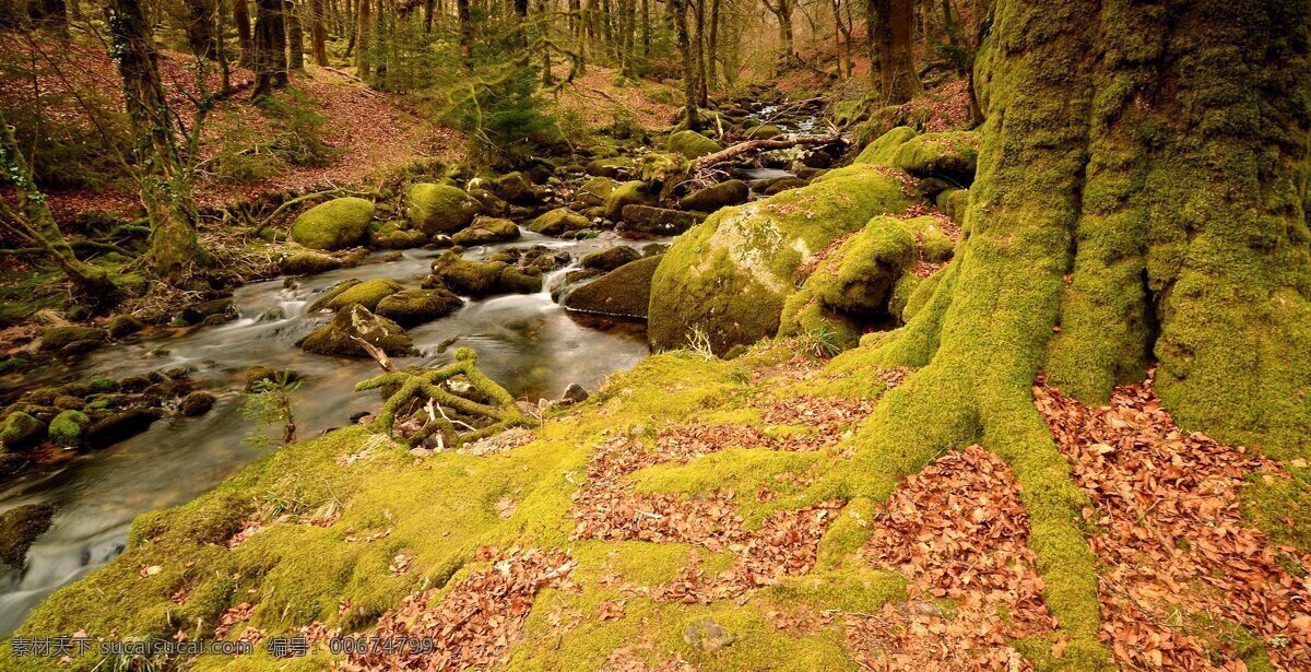 森林河流 树林 绿树 绿苔 苔藓 落叶 树枝 树根 小河 水流 流水 美丽自然 自然风景 自然景观
