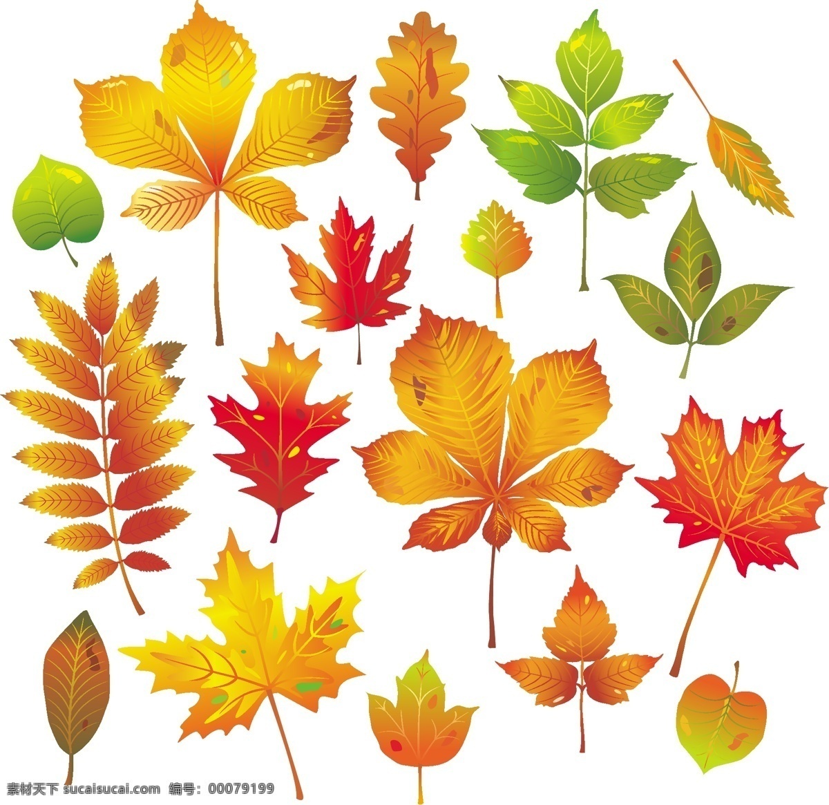 秋天 树叶 矢量 枫叶 红叶 绿叶 秋叶 植物 矢量图 其他矢量图